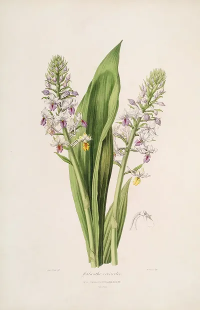 Sertum Orchidaceum A Wreath Of The Most Beautiful Orchidaceous Flowers Pl 42