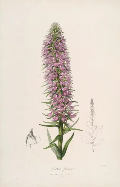 Sertum Orchidaceum A Wreath Of The Most Beautiful Orchidaceous Flowers Pl 44