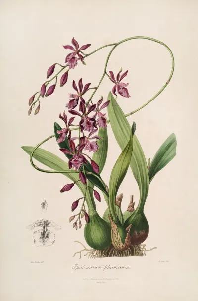 Sertum Orchidaceum A Wreath Of The Most Beautiful Orchidaceous Flowers Pl 46
