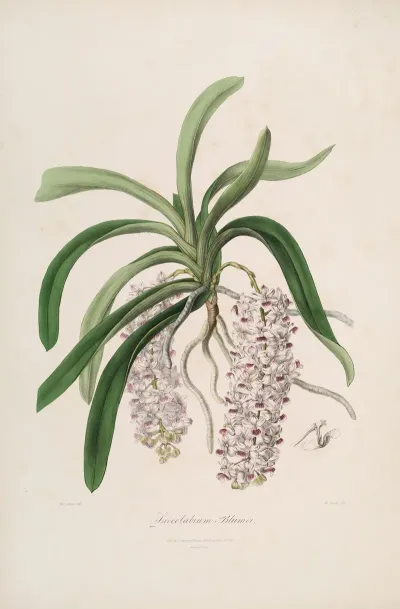 Sertum Orchidaceum A Wreath Of The Most Beautiful Orchidaceous Flowers Pl 47