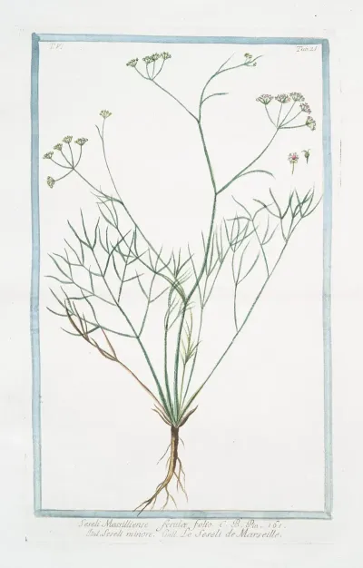 Seseli Massilliense Ferulae Folio Seseli Minore Le Seseli De Marseille Moon Carrot