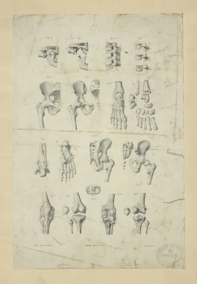 Several Views Of Bones Of Pelvis Knee And Foot