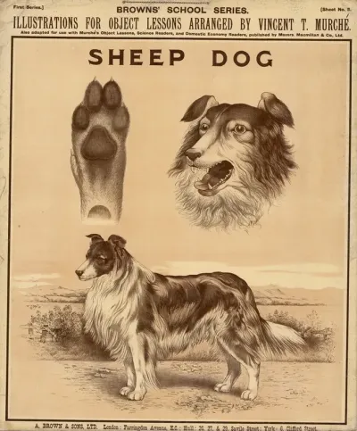 Sheep Dog