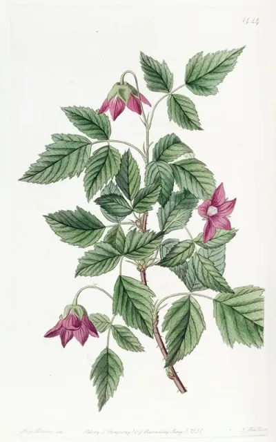 Shewy Bramble
