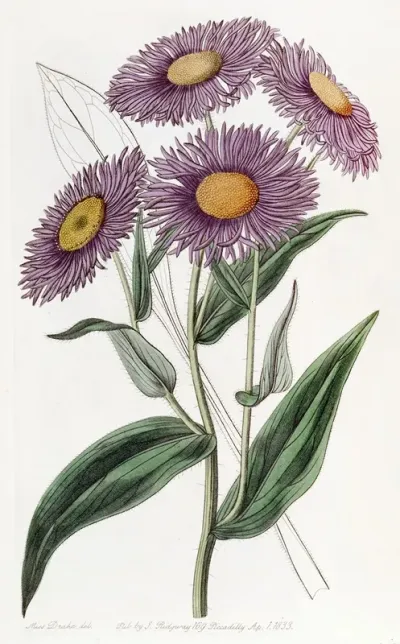 Shewy Stenactis