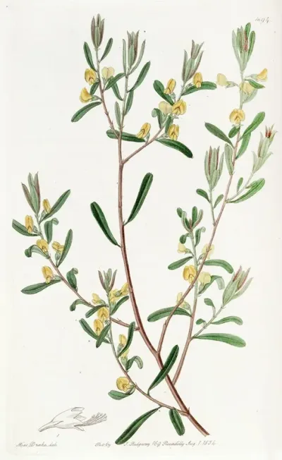 Shining Leaved Pultenaea