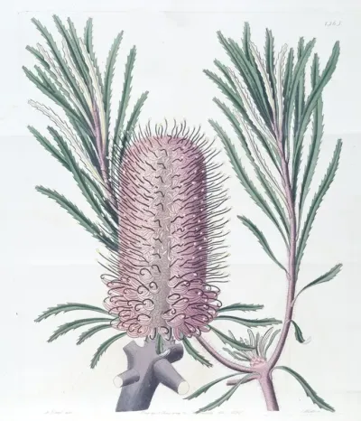 Shore Banksia