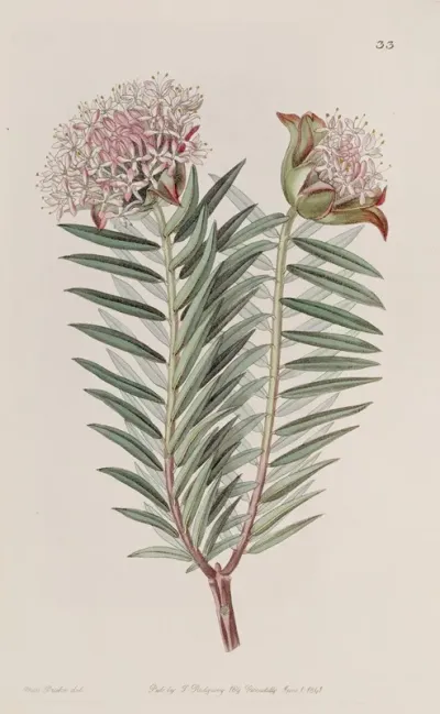 Showy Pimelea