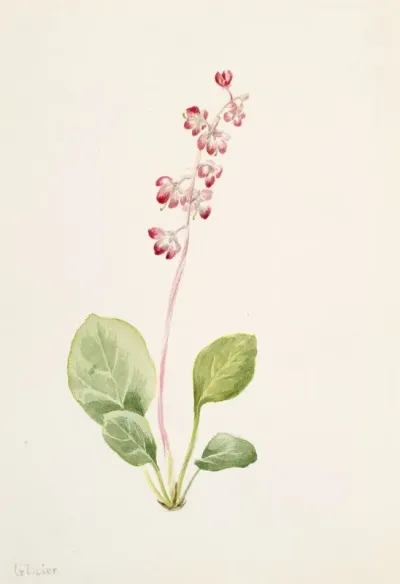 Showy Pyrolla Pyrola Asarifolia