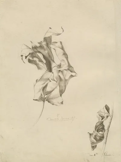 Shriveled Leaves