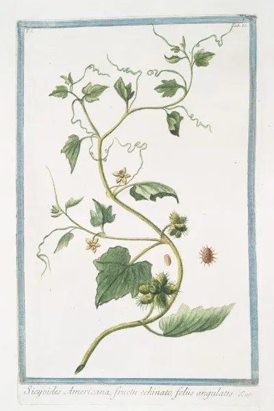 Sicyoides Americana Fructu Echinato Foliis Angulatis