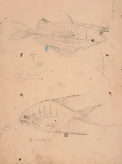 Side View Of Two Fish With Notations At To Their Size