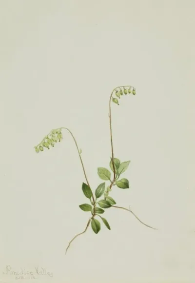 Sidebells Pyrola Pyrola Secunda 2