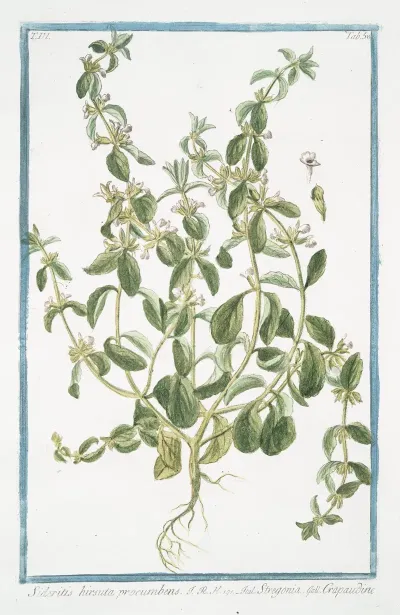 Sideritis Hirsuta Procumbens Stregpmoa Crapaudine