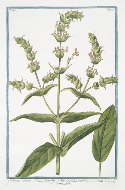 Sideritis Montis Libani Floribus E Luteo Candicantibus Siderite Maff Crapaudine Mountain Tea