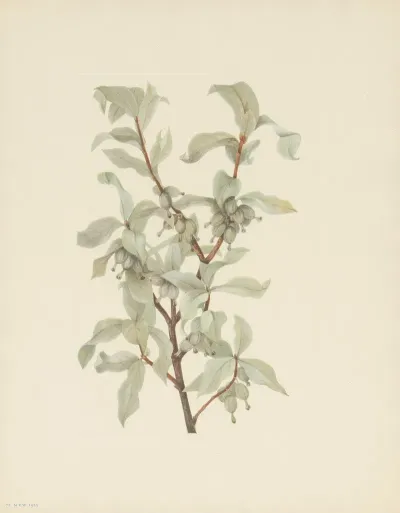 Silverberry Fruit Elaeagnus Commutata 2
