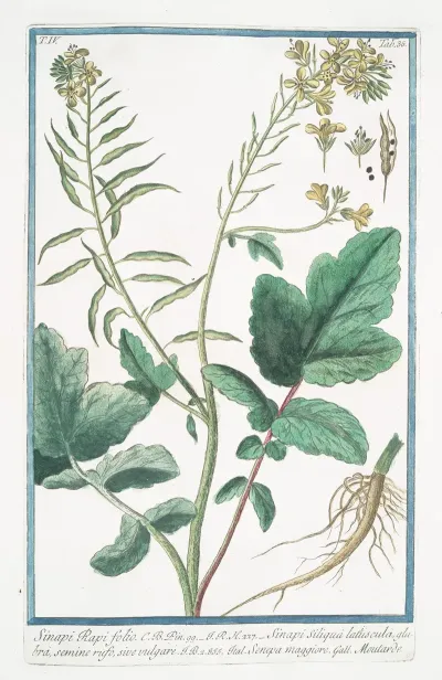 Sinapi Rapi Folio Sinapi Siliqua Latuscula Glabra Semine Rufo Sive Vulgare Senepa Maggiore Moutarde Mustard