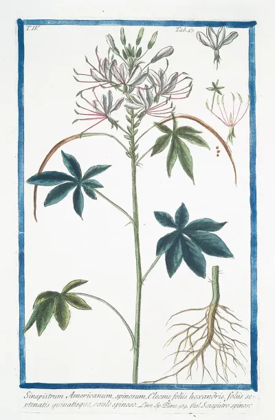 Sinapistrum Americanum Spinosum Cleome Foliis Hexandris Foliis Septernatis Quinatisque Caule Spinoso Senapistro Spinoso Mustard