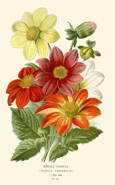 Single Dahlia