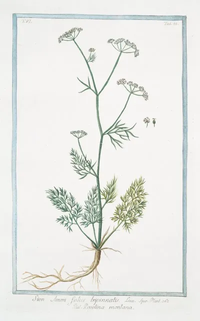 Sion Ammi Foliis Tripinnatis Pepolina Montana Thyme