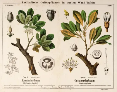 Siphonia Elastica Isonandra Gutta Rubberboom Gutta Perchaboom