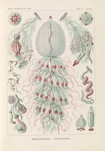 Siphonophorae Staatsquallen 3