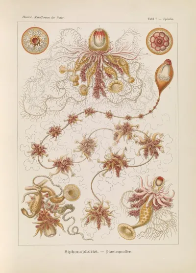 Siphonophorae Staatsquallen 4