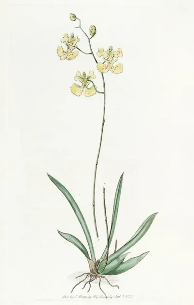 Sir C Lemons Oncidium