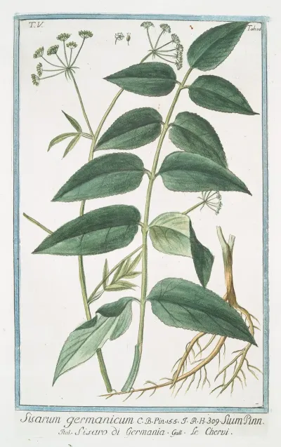 Sisarum Germanicum Sium Pinn Sisaro Di Germania Le Chervi Skirret Sugar Root Skiwort