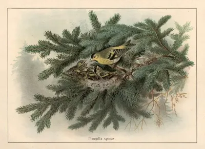 Siskin Fringilla Spinus
