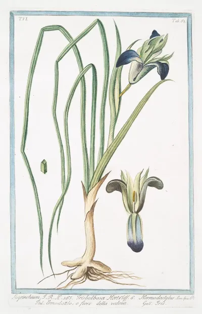 Sisryrinchium Irisbulbosa Hort Hermodactylus Ermodattilo O Fiore Della Vedoua Iris Blue Eyed Grass