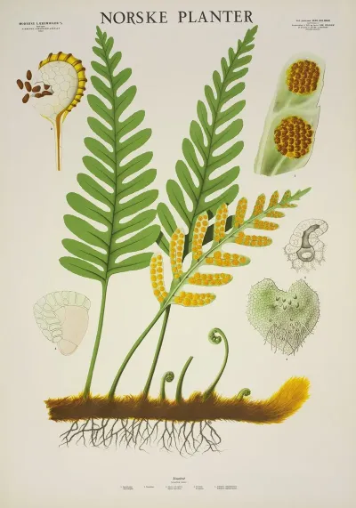 Sisselrot