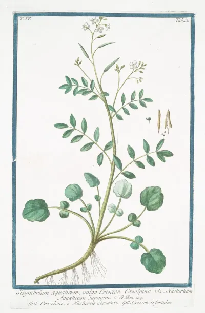 Sisymbrium Aquaticum Vulgo Crescion Coesalpino Nasturtium Aquaticum Supinum Crescione E Nasturciso Aquatico Cresson De Fontaine Watercress