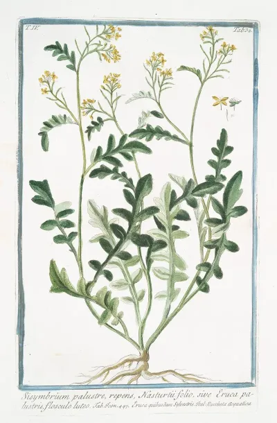 Sisymbrium Palustre Repens Nasturtii Folio Sive Eruca Palustris Flosculo Luteo Hedge Mustard