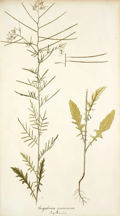 Sisymbrium Pannonicum