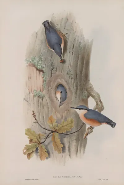 Sitta Caesia Nuthatch