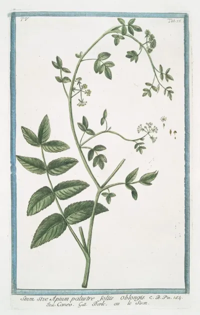 Sium Sive Apium Palustre Foliis Oblongis Caneo Berle Ou Le Sison Water Parsnip