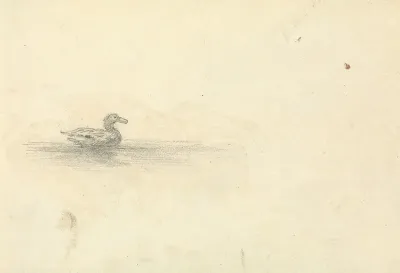 Sketch Of A Duck