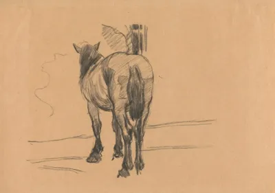 Sketch Of A Horse 3