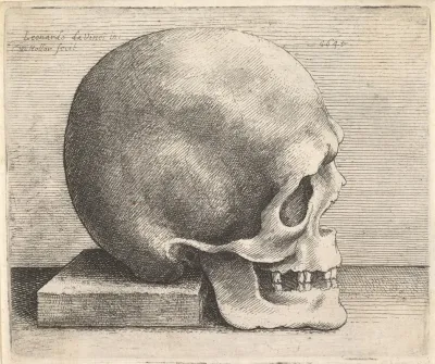 Skull In Profile To Right