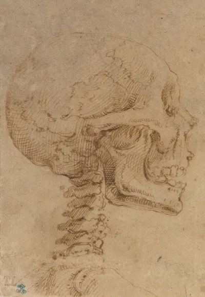 Skull In Profile