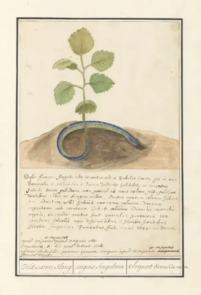 Slang Met Plantenstaart Zeld Saeme Slang Anguis Singularis Serpent Extraordinaire