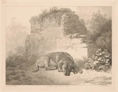 Sleeping Dog In Front Of A Wall