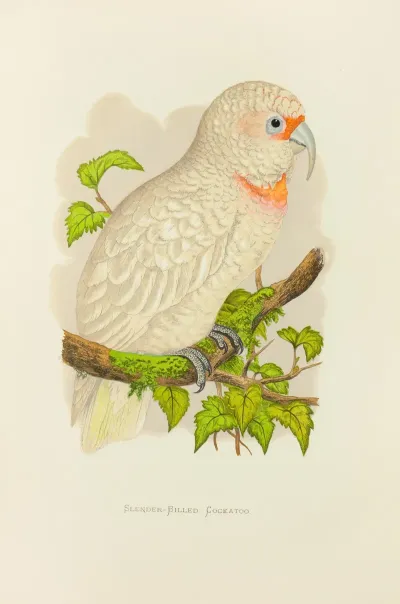 Slender Billed Cockatoo