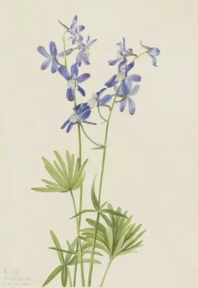 Slim Larkspur Delphinium Depauperatum 2