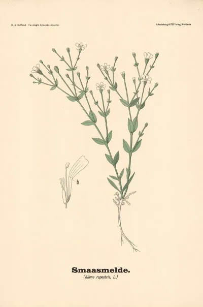 Smaasmelde Silene Rupestris L