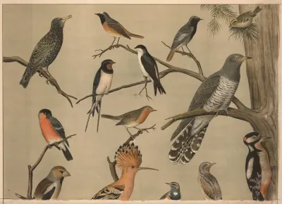 Small Birds Ii