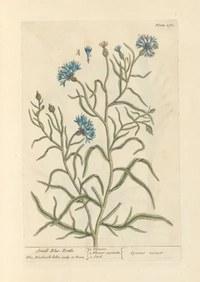 Small Blue Bottle
