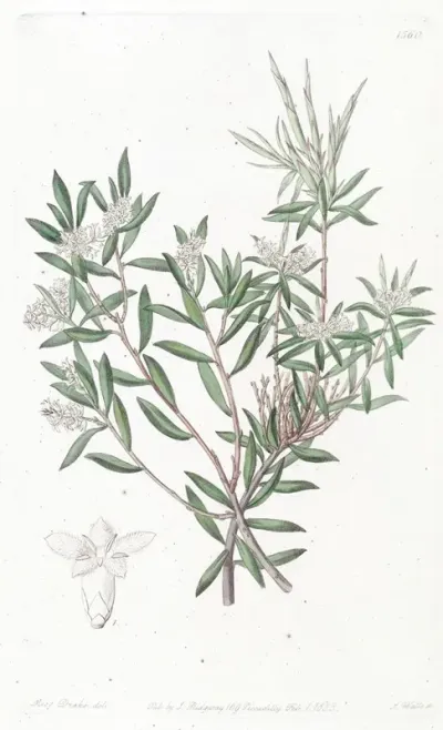 Small Flowered Whitebeard