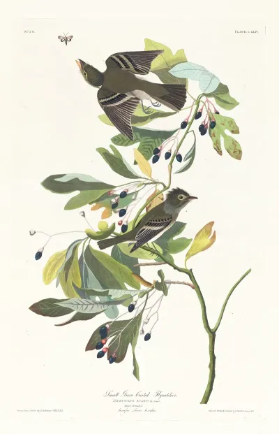 Small Green Crested Flycatcher